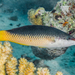 Red Sea Bird Wrasse - Photo (c) Francois Libert, some rights reserved (CC BY-NC), uploaded by Francois Libert