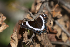 Limenitis arthemis arthemis