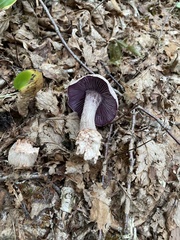 Laccaria ochropurpurea