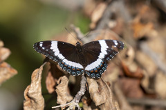 Limenitis arthemis arthemis