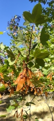 Acer monspessulanum