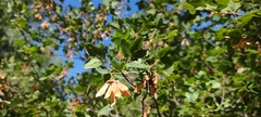 Acer monspessulanum