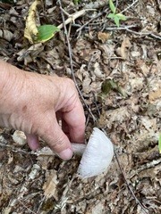 Laccaria ochropurpurea