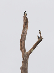 Microhierax latifrons