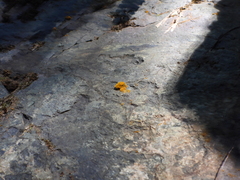Trentepohlia aurea