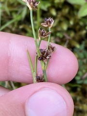Juncus articulatus