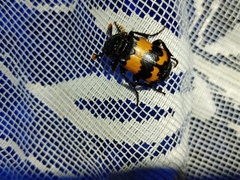 Nicrophorus