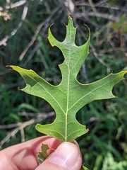 Quercus buckleyi