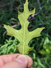 Quercus buckleyi