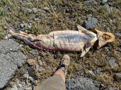 Acipenser transmontanus