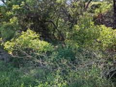 Quercus buckleyi
