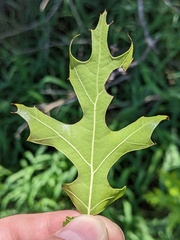 Quercus buckleyi