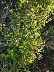 Quercus buckleyi