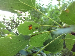 Harmonia axyridis