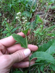 Parthenium auriculatum
