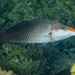 Bird Wrasse - Photo (c) Francois Libert, some rights reserved (CC BY-NC), uploaded by Francois Libert