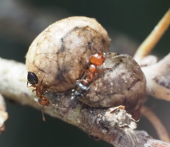 Crematogaster laeviuscula