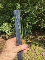 Schoenoplectiella