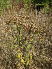 Pentanema squarrosum