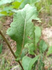 Parthenium auriculatum