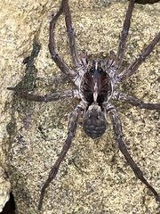 Tigrosa georgicola