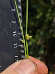 Schoenoplectiella