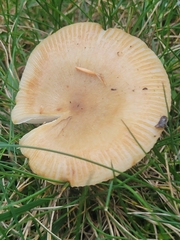 Russula grata