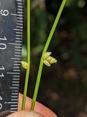 Schoenoplectiella
