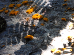 Trentepohlia aurea
