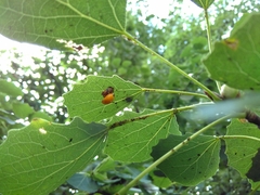 Harmonia axyridis