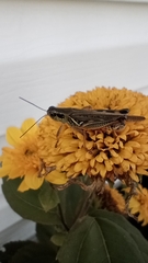 Melanoplini