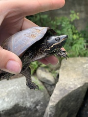 Sternotherus odoratus
