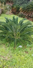 Encephalartos latifrons