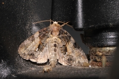 Chytonix palliatricula