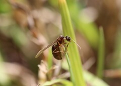 Nylanderia