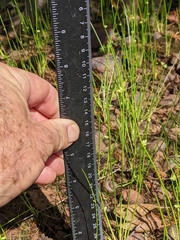 Schoenoplectiella