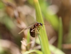 Nylanderia