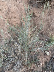 Cylindropuntia leptocaulis