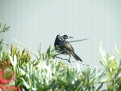 Phylidonyris novaehollandiae