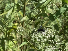 Megachile xylocopoides
