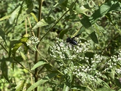 Megachile xylocopoides