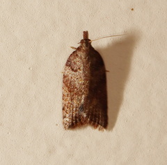 Rupicolana rupicolana