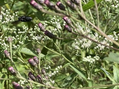 Megachile xylocopoides