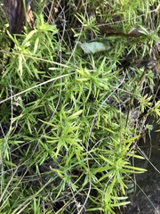 Phlox subulata