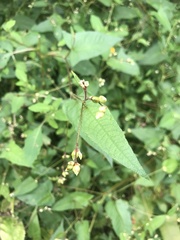 Persicaria arifolia