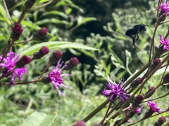 Megachile xylocopoides