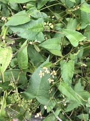 Persicaria arifolia