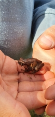 Litoria balatus