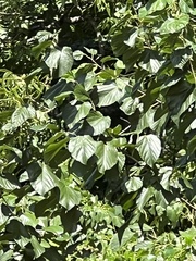 Morus rubra