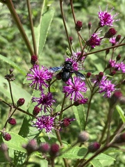 Megachile xylocopoides